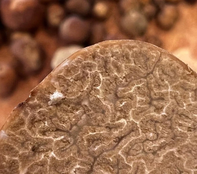 Truffe du Québec